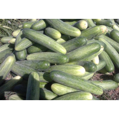 local cucumber 1/2kg