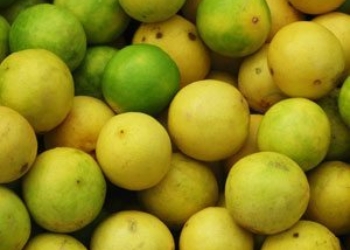 local lemons jeruk lemon 1kg