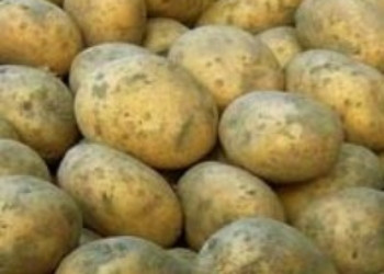 medium potatoes 1kg