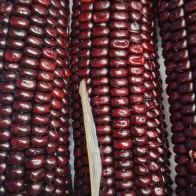 corn on cob purple. 3 pieces